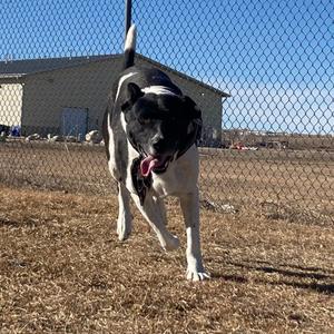 Butch, Mixed Breed (Medium), adult, available for adoption
