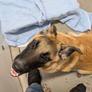 Ellie, Mixed Breed (Large), available for adoption