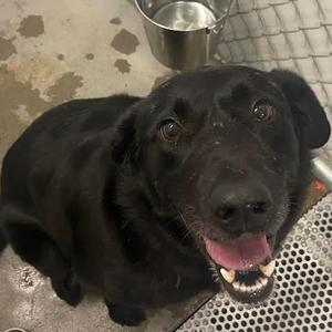 Porkchop, Mixed Breed (Large), adult, available for adoption