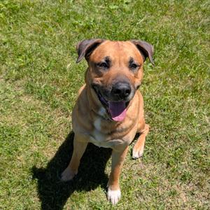 Ghost, Mixed Breed (Large), adult, available for adoption