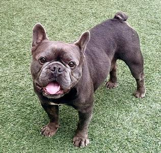 A black French Bulldog standing on green artificial grass, looking directly at the camera with its mouth open and tongue out.