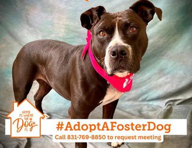 LUNA, Pit Bull Terrier, adult, available for adoption