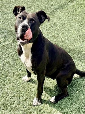 LUNA, Pit Bull Terrier, adult, available for adoption