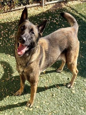 ALVIDA, Belgian Shepherd Malinois, adult, available for adoption