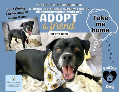 ACE, Pit Bull Terrier, adult, available for adoption