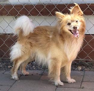 HOBBIT, Pomeranian / Terrier, senior, available for adoption
