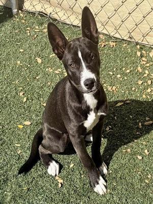 WILLOW, Australian Kelpie, puppy, available for adoption