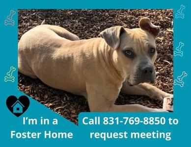 PETE, Pit Bull Terrier, adult, available for adoption