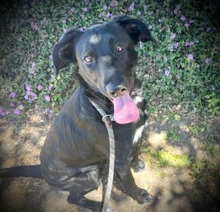 MELARIE, Border Collie / Labrador Retriever, young, available for adoption