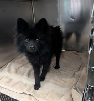 ANTONI, Pomeranian, young, available for adoption