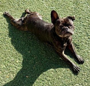 CHANEL, French Bulldog, adult, available for adoption