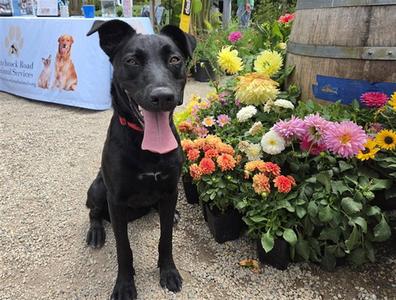 DAHLIA, Border Collie, young, available for adoption