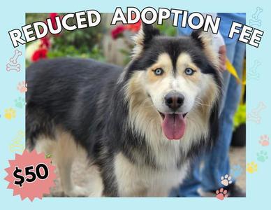 FRANCO, Husky, adult, available for adoption