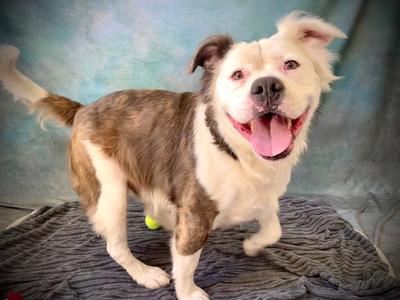 FOZZIE BEAR, American Bulldog, adult, available for adoption