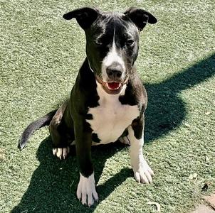 SASSY, Pit Bull Terrier, young, available for adoption