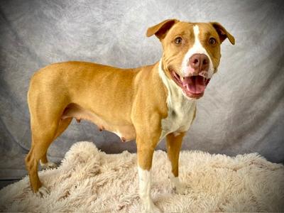 HONEY, Pit Bull Terrier, adult, available for adoption