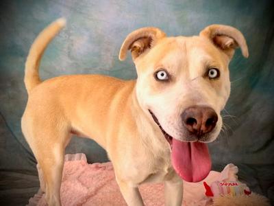 MILLIE, Siberian Husky / Pit Bull Terrier, young, available for adoption