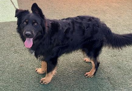 PORTER, German Shepherd Dog / Australian Shepherd, young, available for adoption