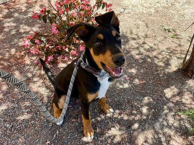 MAXWELL, Doberman Pinscher, puppy, available for adoption