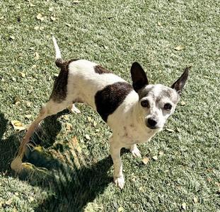 JEWELS, Chihuahua, adult, available for adoption