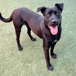 SELENE, Labrador Retriever, adult, available for adoption