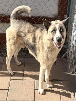 DIESEL, Siberian Husky / Akita, adult, available for adoption