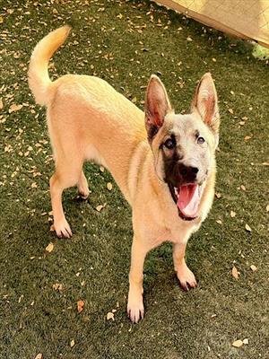 HEIDI, Belgian Shepherd Malinois, young, available for adoption
