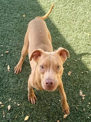 HARMONY, Pit Bull Terrier, young, available for adoption
