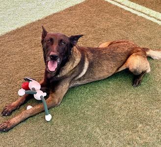 A brown dog lying on a grassy field, holding a red and white toy in its mouth.