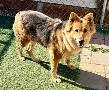 JADA, Australian Shepherd, adult, available for adoption