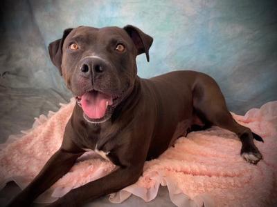 RAVEN, Pit Bull Terrier, adult, available for adoption