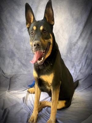 RADAR, Rottweiler, adult, available for adoption