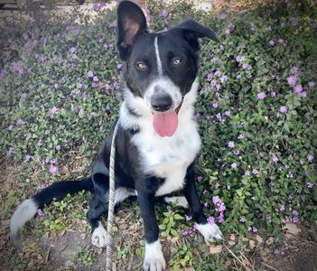 MAX, Border Collie, young, available for adoption