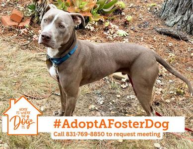 BUSTER, Pit Bull Terrier, young, available for adoption