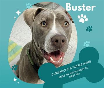 BUSTER, Pit Bull Terrier, young, available for adoption