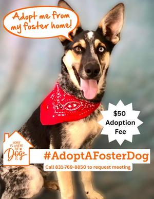 CAIRO, Queensland Heeler, young, available for adoption