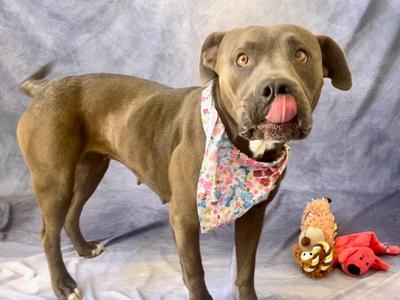 AMABEL, Pit Bull Terrier, adult, available for adoption