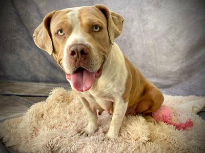 KENIA, American Bulldog / Pit Bull Terrier, adult, available for adoption