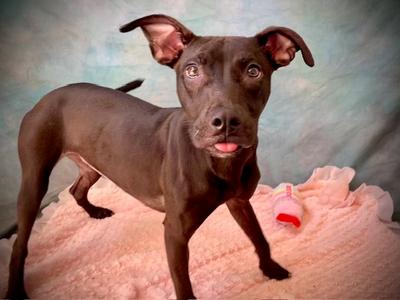 BECCA, Pit Bull Terrier, young, available for adoption