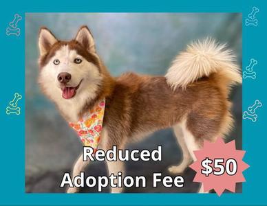 ROSIE, Siberian Husky, young, available for adoption