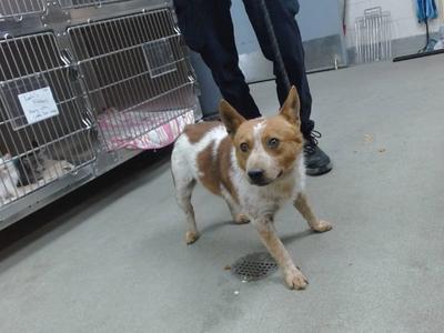 JIMOTHY, Queensland Heeler, adult, available for adoption