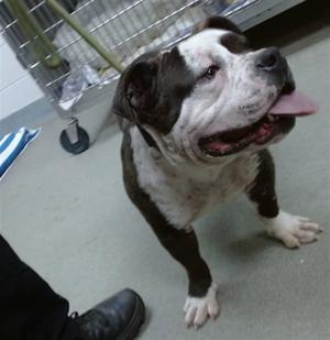 MATILDA, English Bulldog, adult, available for adoption