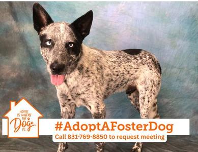 SPROUT, Australian Cattle Dog/Blue Heeler, adult, available for adoption