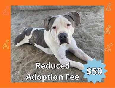 DOM, Pit Bull Terrier / American Bulldog, senior, available for adoption