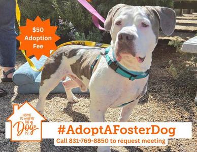 DOM, Pit Bull Terrier / American Bulldog, senior, available for adoption