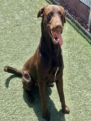 AXEL, Labrador Retriever, young, available for adoption