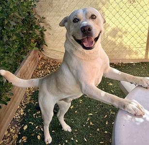 BENNY, Labrador Retriever, adult, available for adoption