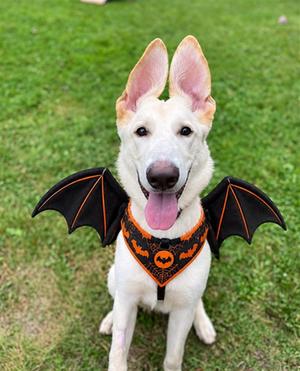 BENTLY, German Shepherd Dog and Border Collie, young, available for adoption