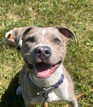 MERLIN, American Bulldog, young, available for adoption