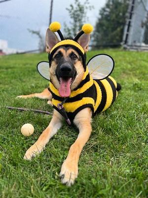 MERIDA, German Shepherd Dog, young, available for adoption
